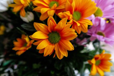 Vazodaki renkli papatyalar.