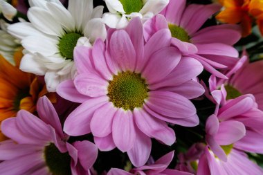 Vazodaki renkli papatyalar.