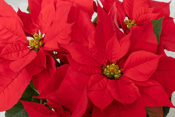 Poinsettia ya da Flor de Pascua çiçeği beyaza izole edilmiş. Kırmızı Euphorbia pulcherrima bitkisi.