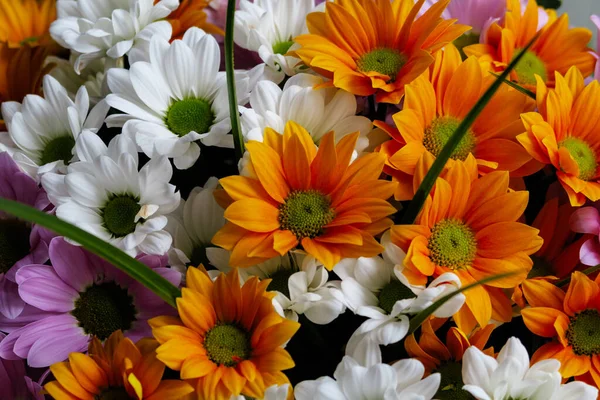 colored daisies in a vase