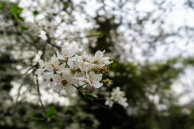 Baharda ilk açan pembe çiçeklerin dalları Madrid şehir merkezindeki Quinta de los Molinos şehir parkında baharın başlarında Alcala caddesinde..