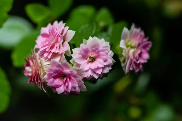 Kalanchoe Planta Con Numerosas Flores Dobles Color Rosa Similar Las — Foto de Stock