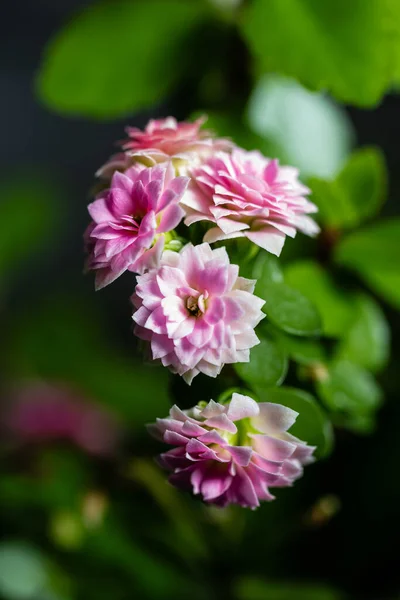 緑色の葉を背景にした小さなバラに似た 多数のピンクの八重の花を持つカランゴ植物 — ストック写真