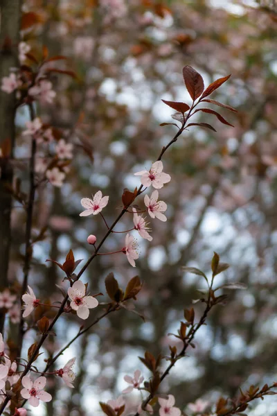 Větve První Kvetoucí Růžové Květy Jaře Městském Parku Quinta Los — Stock fotografie