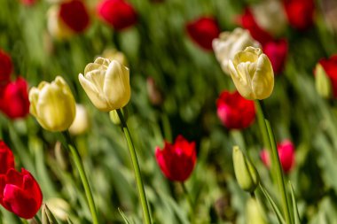 Tulipa çiçeğinin yakınında, Bahçe lalesi.