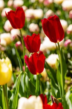 Tulipa çiçeğinin yakınında, Bahçe lalesi.