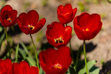 Tulipa çiçeğinin yakınında, Bahçe lalesi.