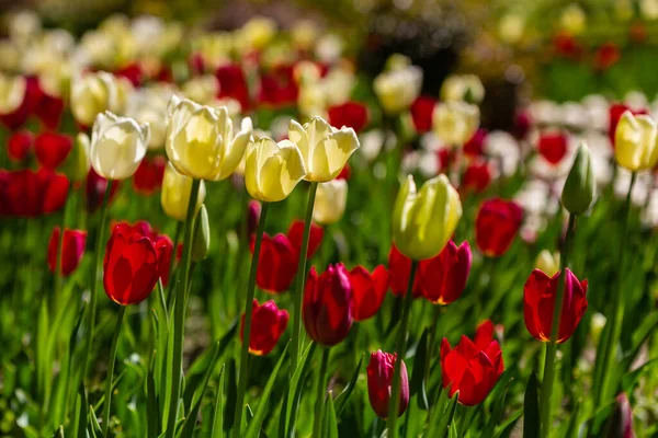 Nahaufnahme Von Tulipa Blume Garden Tulip — Stockfoto