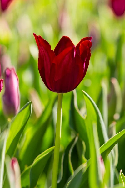 Close Tulipa Flower Garden Tulip — Stock Photo, Image
