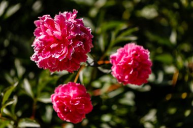 Paeonia lactiflora peony kansas kırmızı çiçek çalısı