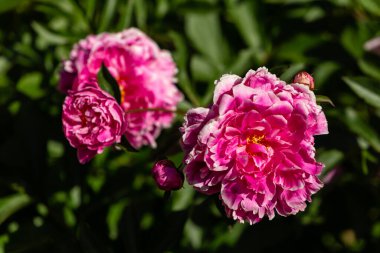 Paeonia lactiflora peony kansas kırmızı çiçek çalısı