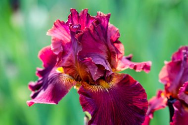 İris çiçekleri bahçede yetişir.