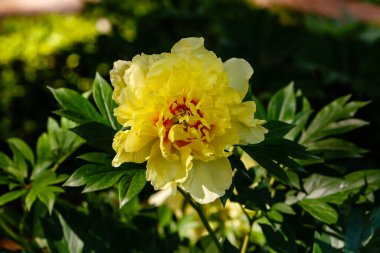 Paeonia ouruticosa, açık hava bitkileri 2020