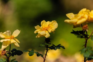 Banksia gül çiçekleri. Rosaceae her zaman yeşil üzüm çalısı.