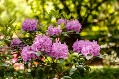 Rododendron Katawbiense Grandiflorum çiçekleri ve tomurcukları kapanıyor. Popüler, hızlı büyüyen bir melezdir ve kolayca 2 metre boyunda, genişliğinde ve hatta daha da büyüyebilir..