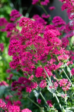 Saf santranthus ruber çiçekleri.
