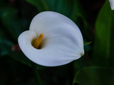 Zambak ya da zambak.