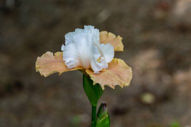 İris çiçekleri bahçede yetişir.