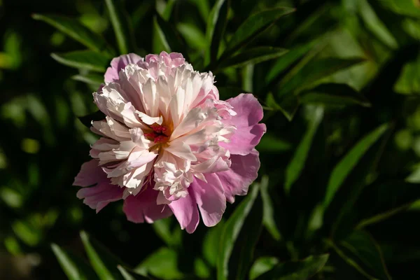 Paeonia Lactiflora Peony Kansas Vörös Bokor Virágok — Stock Fotó