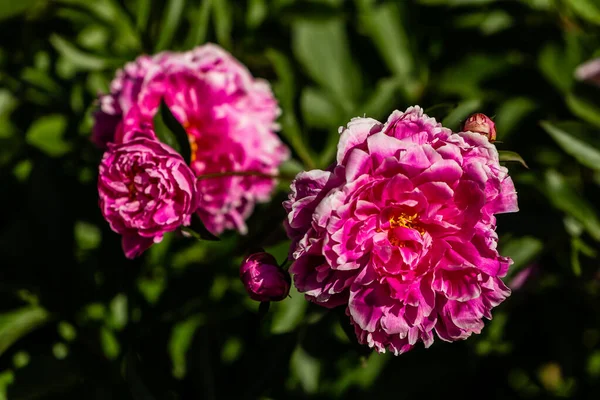 Paeonia Lactiflora Peônia Kansas Arbusto Vermelho Flores — Fotografia de Stock