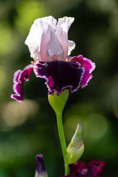 Fiori Iris Cresciuti Giardino — Foto Stock