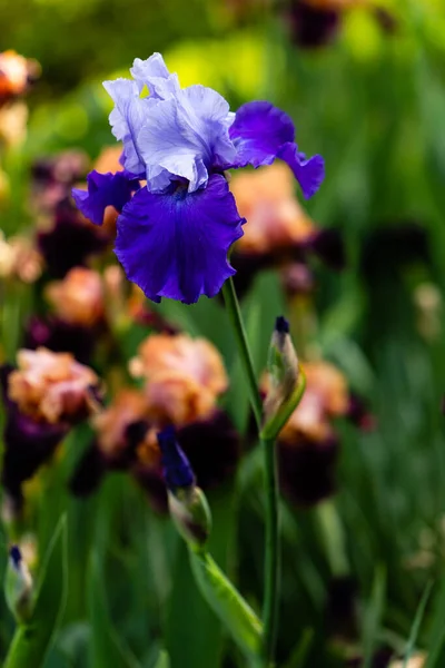 Kwiaty Tęczówki Uprawiane Ogrodzie — Zdjęcie stockowe