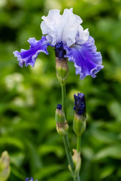 庭で栽培されたアイリスの花 — ストック写真