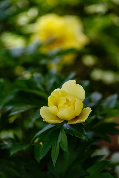 Rosa Complicata Fiore Cresciuto Giardino — Foto Stock