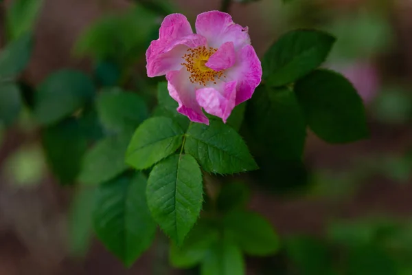 Rosa Compliata Blomma Odlas Trädgård — Stockfoto