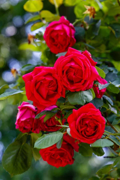 Rosa Andry Flower Grown Garden — Stock Photo, Image