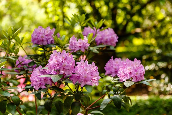 stock image Rhododendron Catawbiense Grandiflorum flowers and buds close up. It is a popular, fast-growing hybrid that can easily grow 2m tall and wide, and even more.