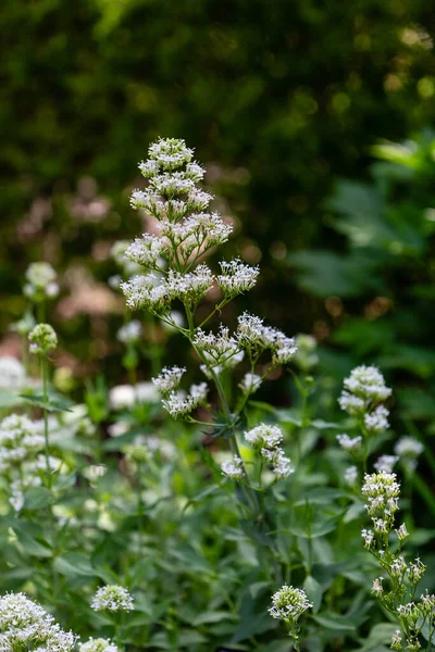 セントラントス ルバーの純粋な花 — ストック写真