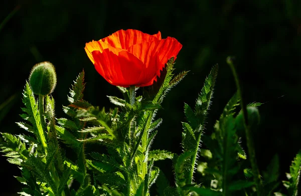 Doğulu gelincik çiçekleri - Latince adı - Papaver orientale Feuerriese