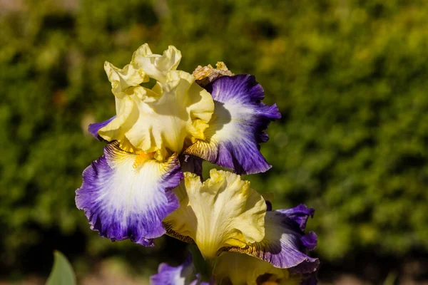 Kwiaty Tęczówki Uprawiane Ogrodzie — Zdjęcie stockowe