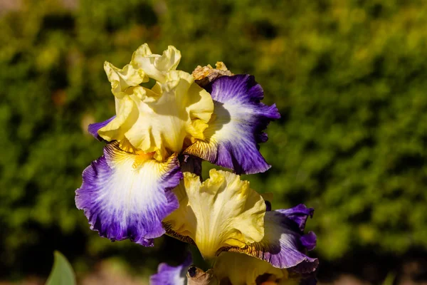 Irisblumen Die Einem Garten Wachsen — Stockfoto