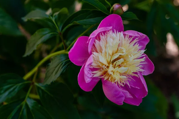 Peony Lady Alexandra Duff Double Pink Flower — Stock Photo, Image