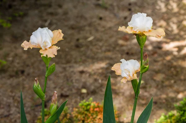 Iris Blommor Odlas Trädgård — Stockfoto