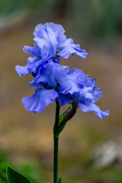 Irisbloemen Gekweekt Een Tuin — Stockfoto