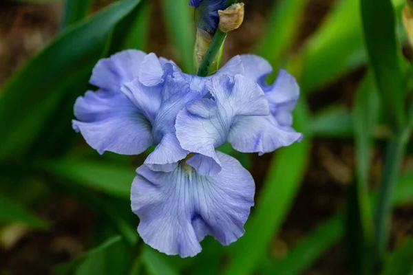 Iris Flowers Grown Garden — Stock Photo, Image