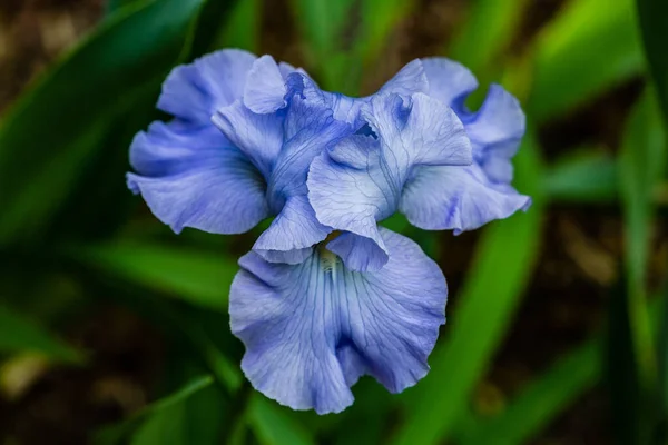 Flores Iris Cultivadas Jardín — Foto de Stock