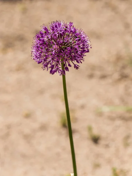 Abeja Allium Aflatunense Sensación Púrpura — Foto de Stock