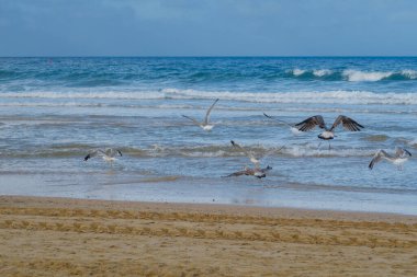 La Barrosa plajı, sular çekildiğinde, Sancti Petri, Chiclana de la Frontera, Cadiz, İspanya