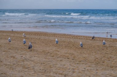 La Barrosa plajı, sular çekildiğinde, Sancti Petri, Chiclana de la Frontera, Cadiz, İspanya