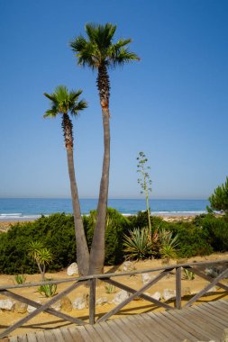 La Barrosa plajı, sular çekildiğinde, Sancti Petri, Chiclana de la Frontera, Cadiz, İspanya