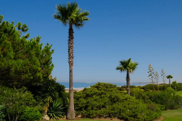 Playa Barrosa Marea Baja Sancti Petri Chiclana Frontera Cádiz España — Foto de Stock