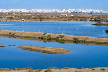 La Barrosa plajı, sular çekildiğinde, Sancti Petri, Chiclana de la Frontera, Cadiz, İspanya