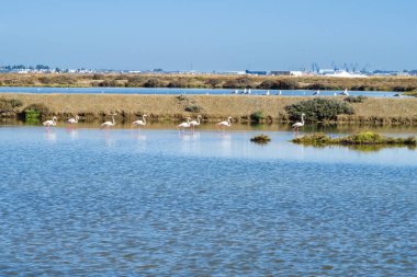 La Barrosa plajı, sular çekildiğinde, Sancti Petri, Chiclana de la Frontera, Cadiz, İspanya