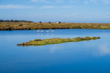 La Barrosa plajı, sular çekildiğinde, Sancti Petri, Chiclana de la Frontera, Cadiz, İspanya