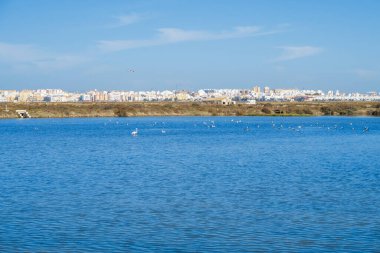 La Barrosa plajı, sular çekildiğinde, Sancti Petri, Chiclana de la Frontera, Cadiz, İspanya