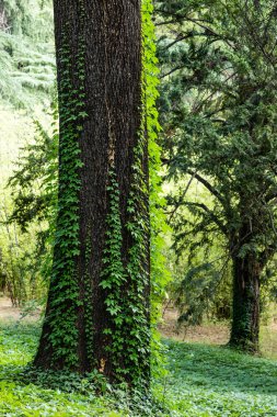 Madrid 'de Kampo del Moro denilen halk bahçeleri.